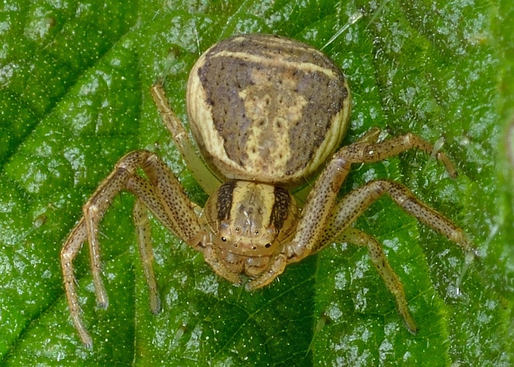 Xysticus ulmi